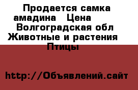 Продается самка амадина › Цена ­ 300 - Волгоградская обл. Животные и растения » Птицы   